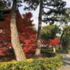 紅葉狩りのサムネイル画像