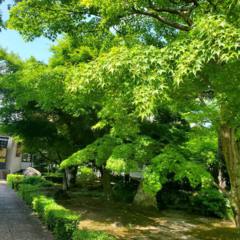 文化財保護法の施行記念日 3
