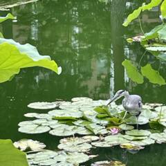 蓮は泥より出でて泥に染まらず 3
