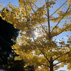 秋の色 1