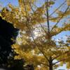 秋の色のサムネイル画像